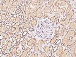 MAGOH Antibody in Immunohistochemistry (Paraffin) (IHC (P))