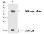 MAGOH Antibody in Immunoprecipitation (IP)