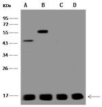 MAGOH Antibody in Western Blot (WB)