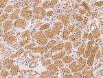 MAMLD1 Antibody in Immunohistochemistry (Paraffin) (IHC (P))