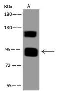 MAMLD1 Antibody in Western Blot (WB)