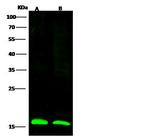 LC3B Antibody in Western Blot (WB)