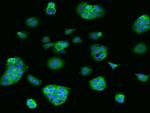 MEK2 Antibody in Immunocytochemistry (ICC/IF)