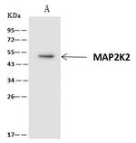 MEK2 Antibody in Immunoprecipitation (IP)