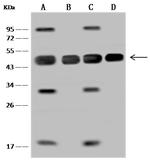 MEK2 Antibody in Western Blot (WB)