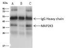 MEK3 Antibody in Immunoprecipitation (IP)