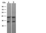 MEK3 Antibody in Western Blot (WB)