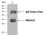 MBLAC2 Antibody in Immunoprecipitation (IP)