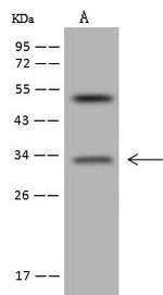 MBLAC2 Antibody in Western Blot (WB)