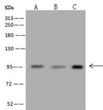 MCC Antibody in Western Blot (WB)