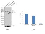 MFN2 Antibody