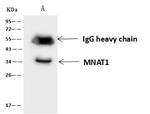 MNAT1 Antibody in Immunoprecipitation (IP)