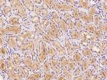 MTG1 Antibody in Immunohistochemistry (Paraffin) (IHC (P))