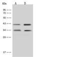 MTG1 Antibody in Western Blot (WB)