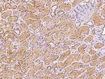 MTHFS Antibody in Immunohistochemistry (Paraffin) (IHC (P))