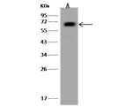 MTMR2 Antibody in Western Blot (WB)