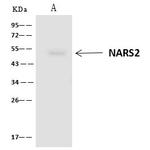 NARS2 Antibody in Immunoprecipitation (IP)