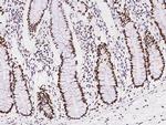 NASP Antibody in Immunohistochemistry (Paraffin) (IHC (P))