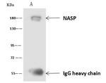 NASP Antibody in Immunoprecipitation (IP)