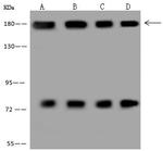 NASP Antibody in Western Blot (WB)