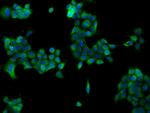 NDUFB6 Antibody in Immunocytochemistry (ICC/IF)