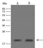 NDUFB6 Antibody in Western Blot (WB)