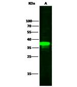 IkB alpha Antibody in Western Blot (WB)