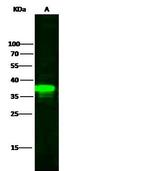 IkB alpha Antibody in Western Blot (WB)