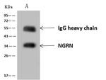 NGRN Antibody in Immunoprecipitation (IP)