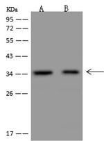 NGRN Antibody in Western Blot (WB)