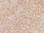 NTMT1 Antibody in Immunohistochemistry (Paraffin) (IHC (P))