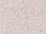 NTMT1 Antibody in Immunohistochemistry (Paraffin) (IHC (P))