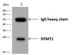 NTMT1 Antibody in Immunoprecipitation (IP)