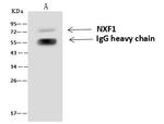 TAP Antibody in Immunoprecipitation (IP)