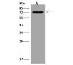 TAP Antibody in Western Blot (WB)