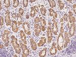 OCIAD2 Antibody in Immunohistochemistry (Paraffin) (IHC (P))