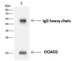 OCIAD2 Antibody in Immunoprecipitation (IP)