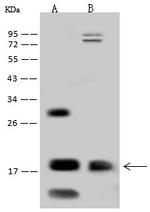 OCIAD2 Antibody in Western Blot (WB)