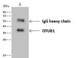 OTUB1 Antibody in Immunoprecipitation (IP)