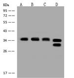 OTUB1 Antibody in Western Blot (WB)