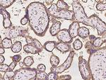 PACSIN3 Antibody in Immunohistochemistry (Paraffin) (IHC (P))