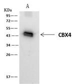 PAX2 Antibody in Immunoprecipitation (IP)