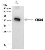 PAX2 Antibody in Immunoprecipitation (IP)