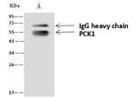 PCK1 Antibody in Immunoprecipitation (IP)