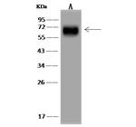 PCK1 Antibody in Western Blot (WB)