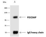 Alix Antibody in Immunoprecipitation (IP)