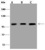 Alix Antibody in Western Blot (WB)