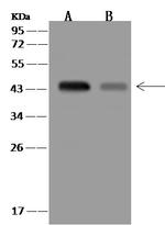 PDGF-D Antibody in Western Blot (WB)