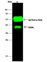 Podoplanin Antibody in Immunoprecipitation (IP)