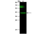 Podoplanin Antibody in Western Blot (WB)